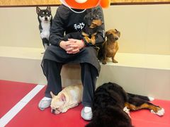 -和它·交个朋友·狗咖猫咖(爱琴海店)
