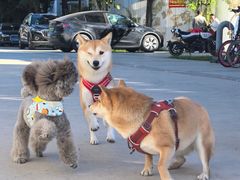 -小意思咖啡店(草桥店)