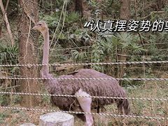 -红山森林动物园