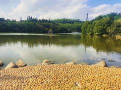 -深圳仙湖植物园