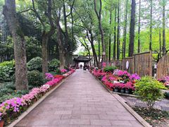 -上海醉白池公园