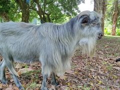 -福建鲤鱼洲酒店