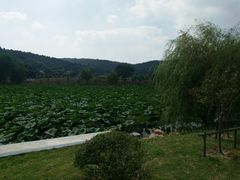 -龙寺生态园