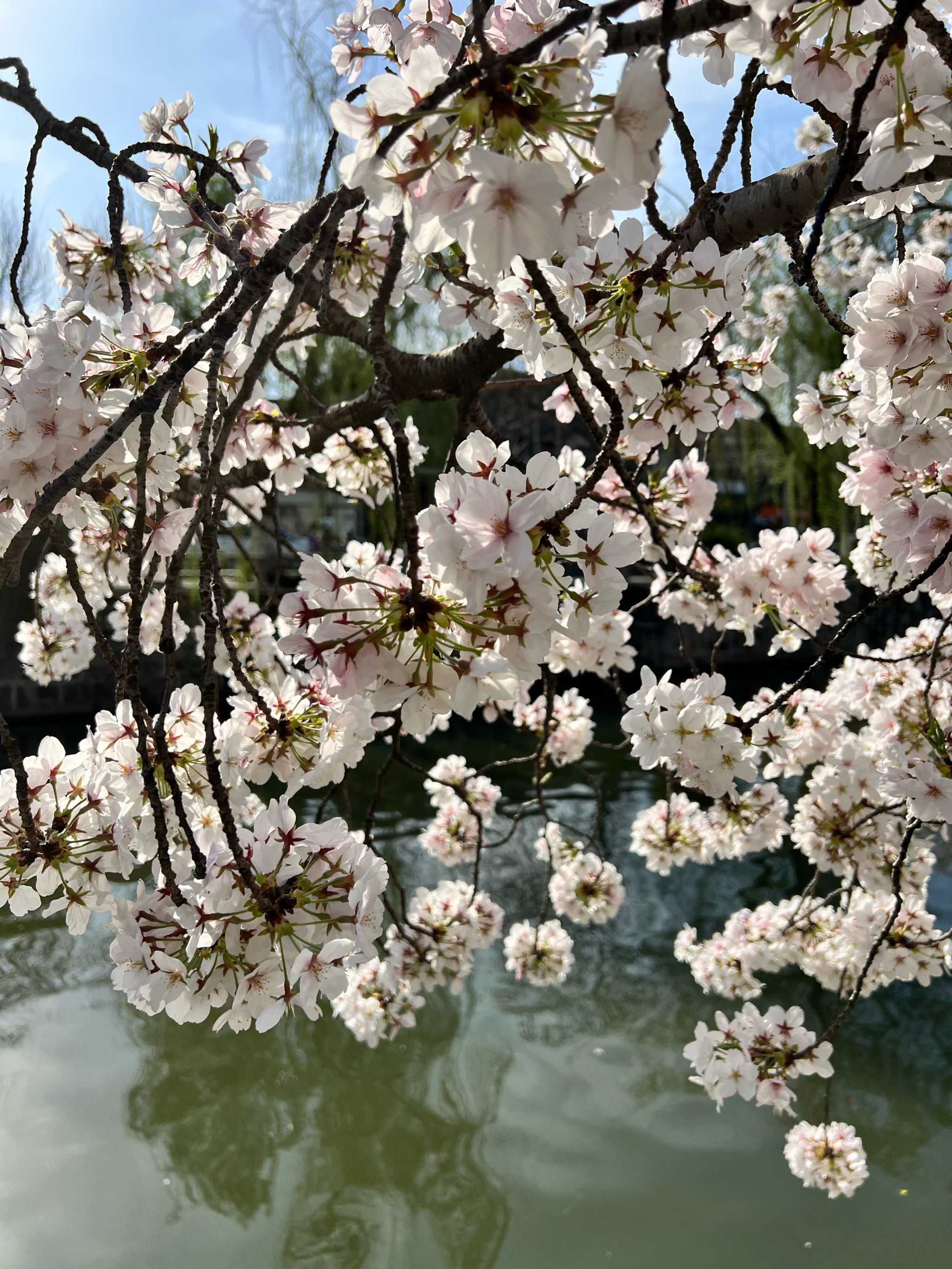 珠海斗门南澳村樱花图片