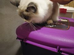-猫色咖啡·猫咖