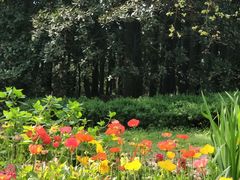 -上海共青森林公园