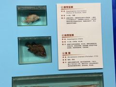-海中洲渔社