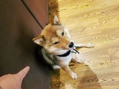 -柴务处·柴犬主题狗咖