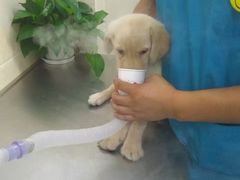 -仁华宠物医院(青羊店)