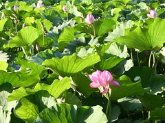 -莲池书院博物馆