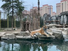 -上海野生动物园