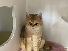 -东方名猫馆·英短金渐层布偶猫舍(环线广场1号楼店)