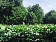 -长白岛森林公园