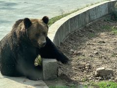 -上海野生动物园