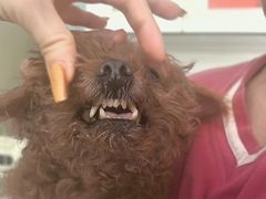 -美联众合动物医院·24h京西诊疗中心