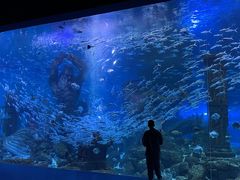 -哈尔滨波塞冬海底世界