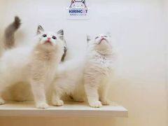 -十年猫舍·猫咪专门店(普陀店)