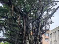 -厦门大学(思明校区)