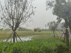 -江门古劳水乡旅游区