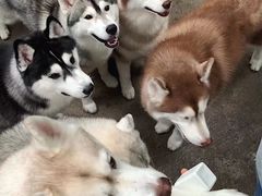 -TrueLove @ Neverland (Husky Cafe)