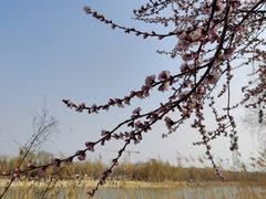 -大兴滨河森林公园