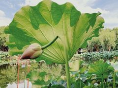 -陈家山荷花公园