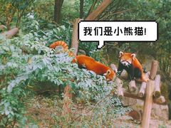 -成都大熊猫繁育研究基地