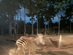 -清迈夜间动物园