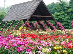 -上海滨江森林公园