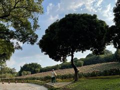 -松山湖梦幻百花洲