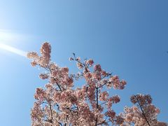 -顾村公园3号门停车场