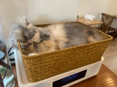 -有猫主题·治愈系猫咖(曾厝垵店)