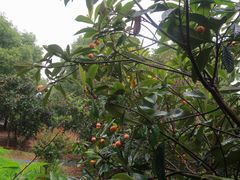 -塘栖枇杷特色园区