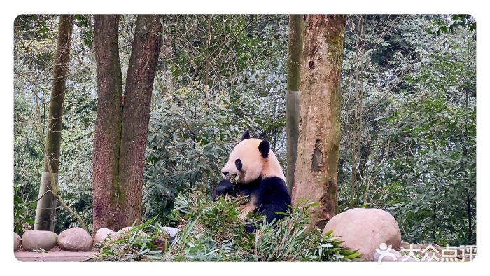 中国大熊猫保护研究中心雅安碧峰峡基地图片