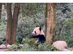 -中国大熊猫保护研究中心雅安碧峰峡基地
