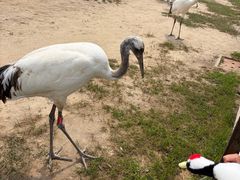 -盐城丹顶鹤湿地生态旅游区