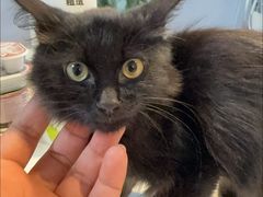 -纳吉亚猫专科动物医院·北北分院
