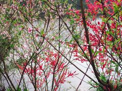 -重庆彩云湖湿地公园