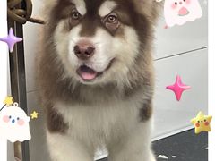 -帕帕拉兹宠物(亚洲旗舰店)