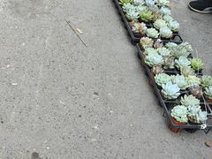 -哈尔滨道外花鸟鱼市场