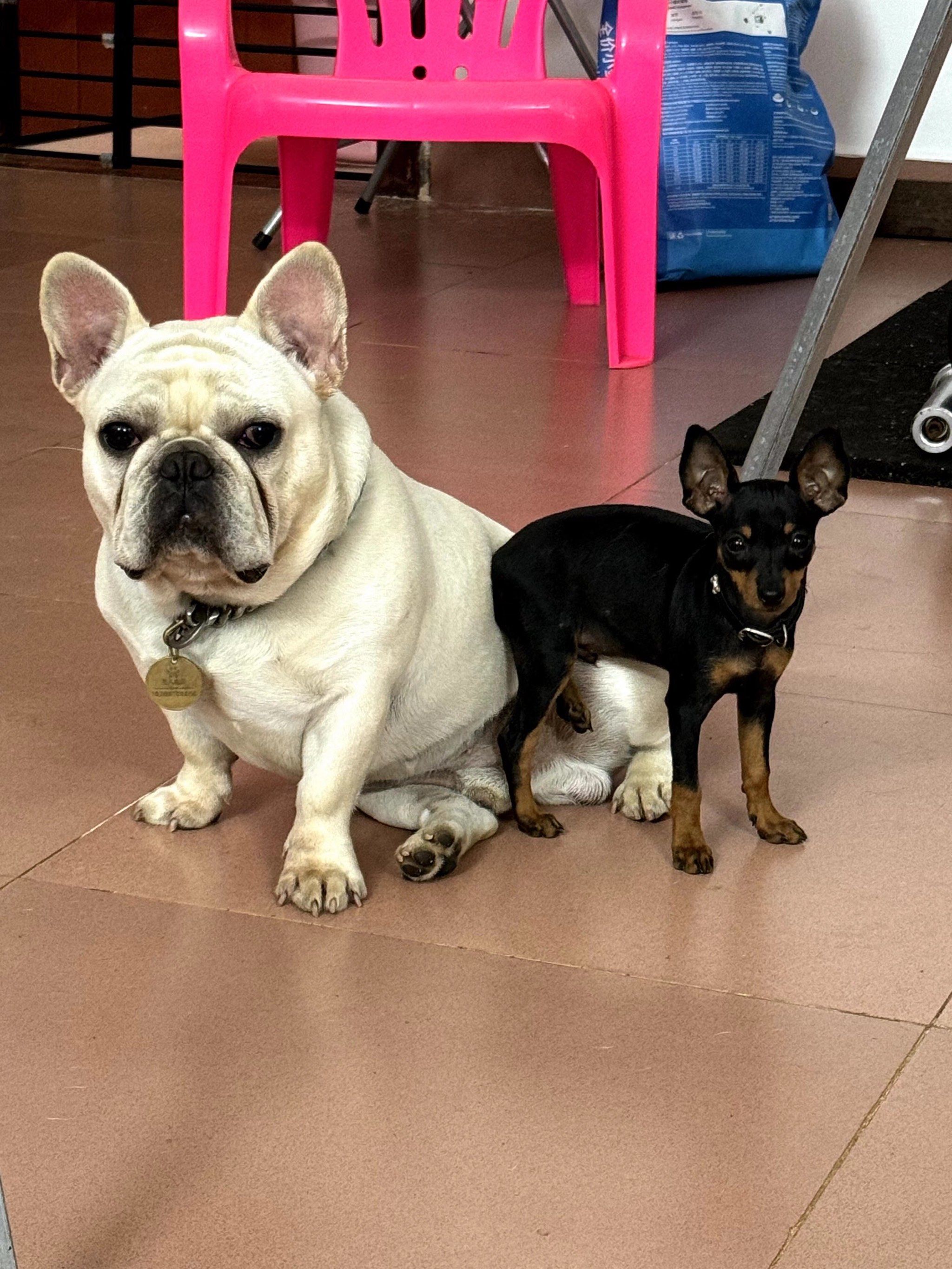 小鹿犬都是这么讲究的吗