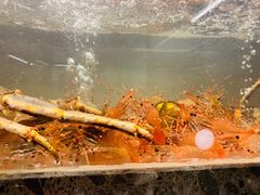 -甄御•海鲜新青岛菜(麦岛店)