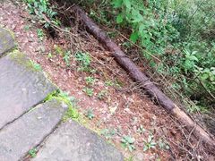 -武夷山风景名胜区-玉女峰