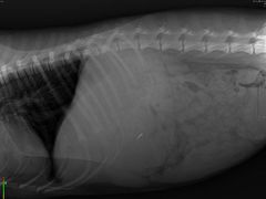 -瑞鹏动物医院宠美康(扬子江路分院)