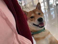 -北京观赏动物医院·24小时大型综合·猫专科·异宠专科