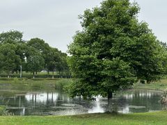 -两河城市森林公园