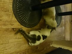 android_upload_pic-猫色咖啡·猫咖