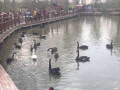 -溱湖国家湿地公园