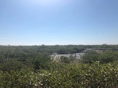 -北海金海湾红树林生态旅游区