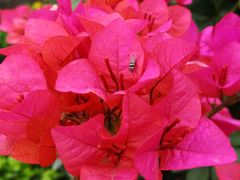 -蜀中吴养生板栗鸡(会展店)